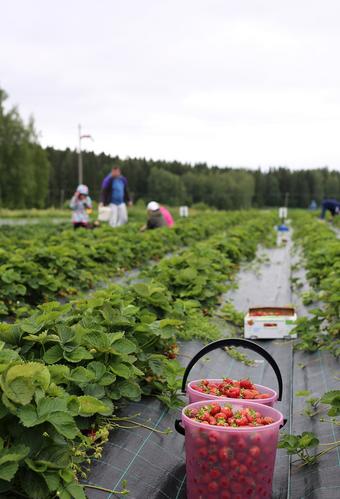 Ämpärit täyteen luomumansikkaa Pälkäneellä! Kuva Tanja Meronen